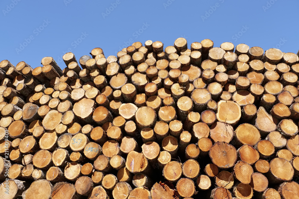Chopped wood logs stacked in forest woodlands renewable green biomass energy summer sun Loch Lomond blue sky Chopped wood logs stacked in forest woodlands renewable green biomass energy summer sun Loch Lomond blue sky