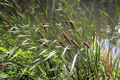 typha latifolia