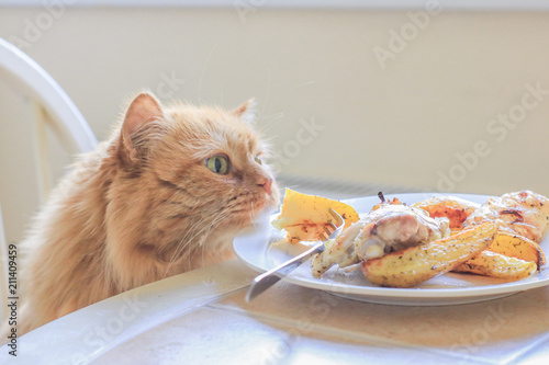 red cat hunts a piece of chicken from a dinner table photo