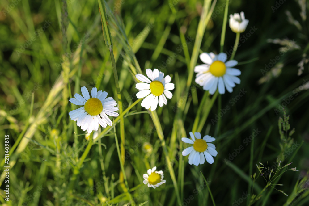 Tripleurospermum inodorum flower, common names scentless false mayweed, scentless mayweed, scentless chamomile and wild chamomile, blooming in the summer Tripleurospermum inodorum flower, common names scentless false mayweed, scentless mayweed, scentless chamomile and wild chamomile, blooming in the summer