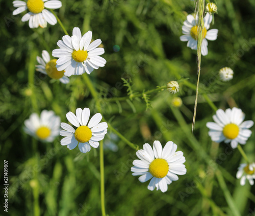 Tripleurospermum inodorum flower, common names scentless false mayweed, scentless mayweed, scentless chamomile and wild chamomile, blooming in the summer photo