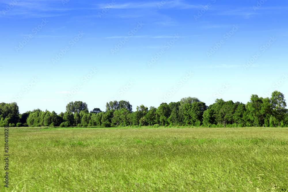 Obraz premium Meadow, trees and beautiful sky