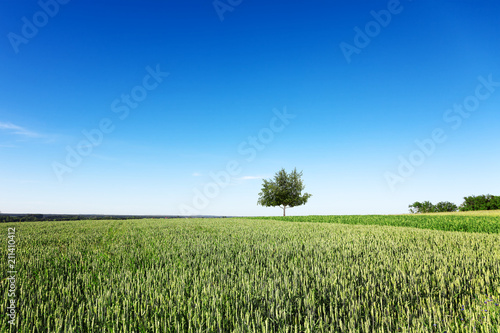 Field  tree  blue sky. A field on which grows one beautiful tall birch tree  a summer landscape in sunny warm weather.