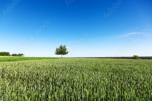 Field  tree  blue sky. A field on which grows one beautiful tall birch tree  a summer landscape in sunny warm weather.