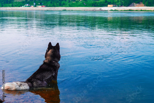 Dog sits in the water. Black Siberian husky sits in the summer river. Back view.