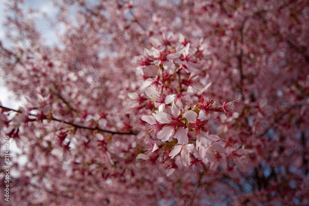 Obraz premium Red Tree Buds