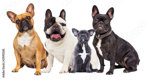 group of bulldog dogs on white background