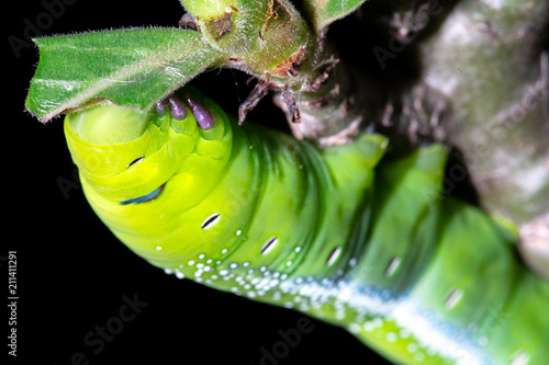 Green worm, Caterpillar is eating leaf tree isolated on black background