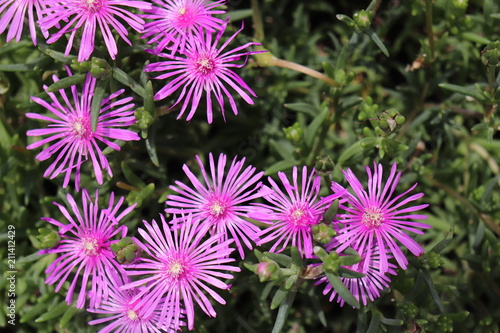 マツバギクの花 / Lampranthus spectabilis photo