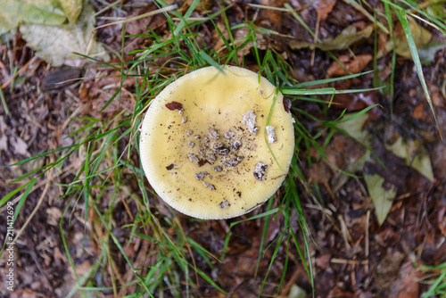 yellow russula in the grass close-up