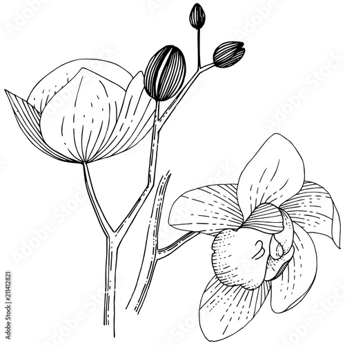 Orchid flower in a vector style isolated. Full name of the plant: orchid. Vector flower for background, texture, wrapper pattern, frame or border.