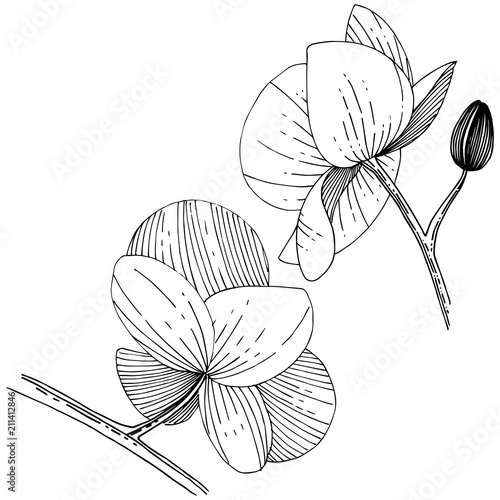 Orchid flower in a vector style isolated. Full name of the plant: orchid. Vector flower for background, texture, wrapper pattern, frame or border.