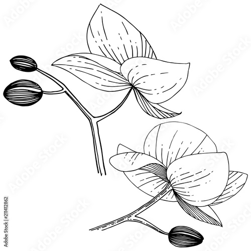 Orchid flower in a vector style isolated. Full name of the plant: orchid. Vector flower for background, texture, wrapper pattern, frame or border.