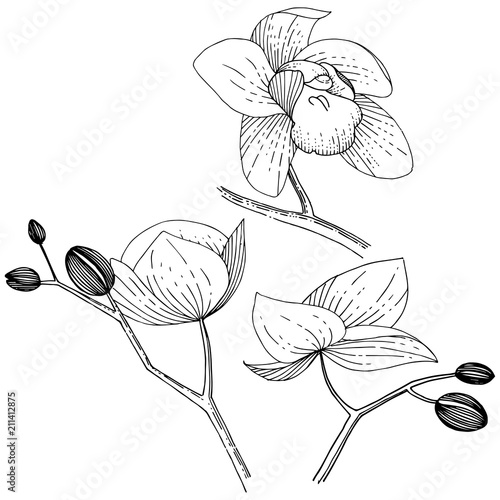 Orchid flower in a vector style isolated. Full name of the plant: orchid. Vector flower for background, texture, wrapper pattern, frame or border.