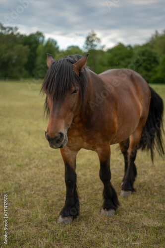 Brown Stallion during summer in Sweden © Joakim