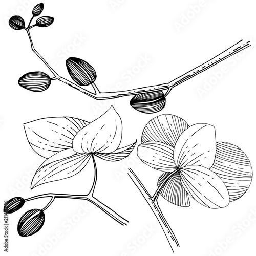 Orchid flower in a vector style isolated. Full name of the plant: orchid. Vector flower for background, texture, wrapper pattern, frame or border.