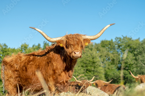 Brown Highland Cattle Bull in Sweden protecting his heard