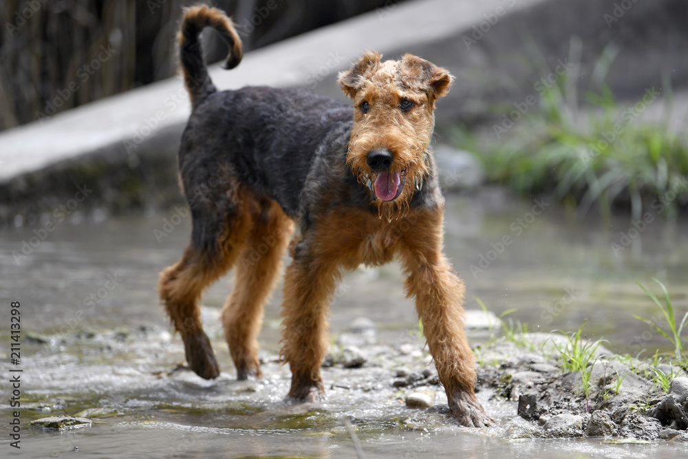 6 month deals old airedale terrier