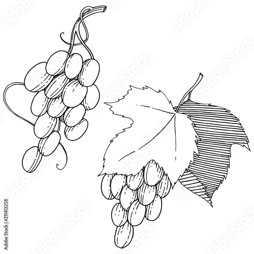 Vector grapes  healthy food in a watercolor style isolated. Full name of the fruit: grapes.Vector wild fruit for background, texture, wrapper pattern or menu.