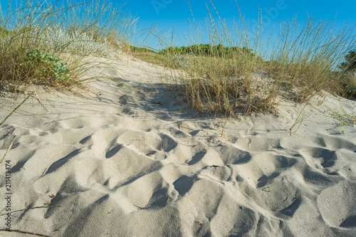 Dune of sand on the beach