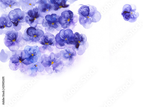 Pansy illustration for elegant design