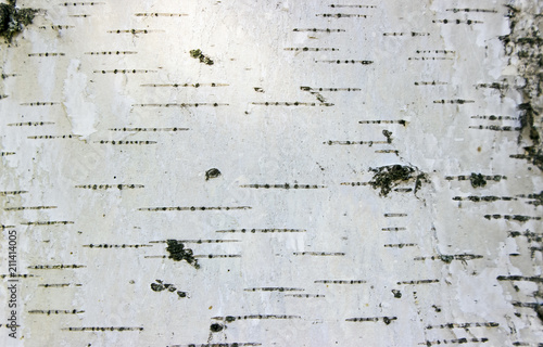 Texture of birch bark. Background