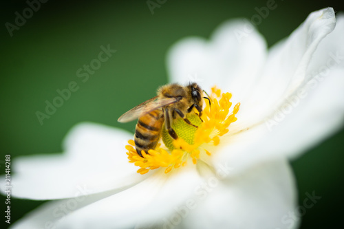 Honey bee ( apis mellifera ) close up  searching for honey on the flower head of a white anemone not affected by the poison imidacloprid