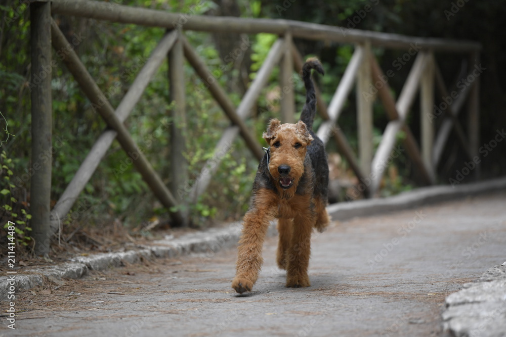 Airedale Terrier dog - puppy 6 month old. Airedale Terrier dog - puppy 6 month old.