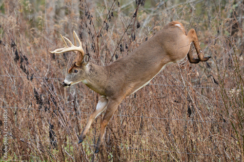 Whitetail Buck jumping over fence in Cades Cove Smoky Mountain National Park, Tennessee
