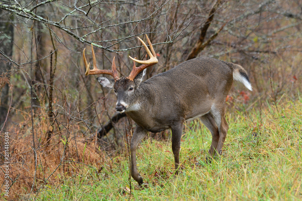 Whitetail buck in Cades COve Smoky Mountain Tennessee Whitetail buck in Cades COve Smoky Mountain Tennessee