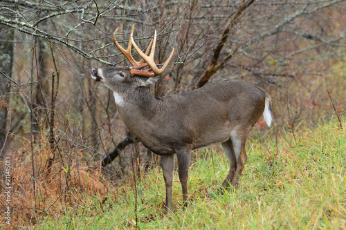 Whitetail Buck in Cades Cove Smoky Mountain Tennessee