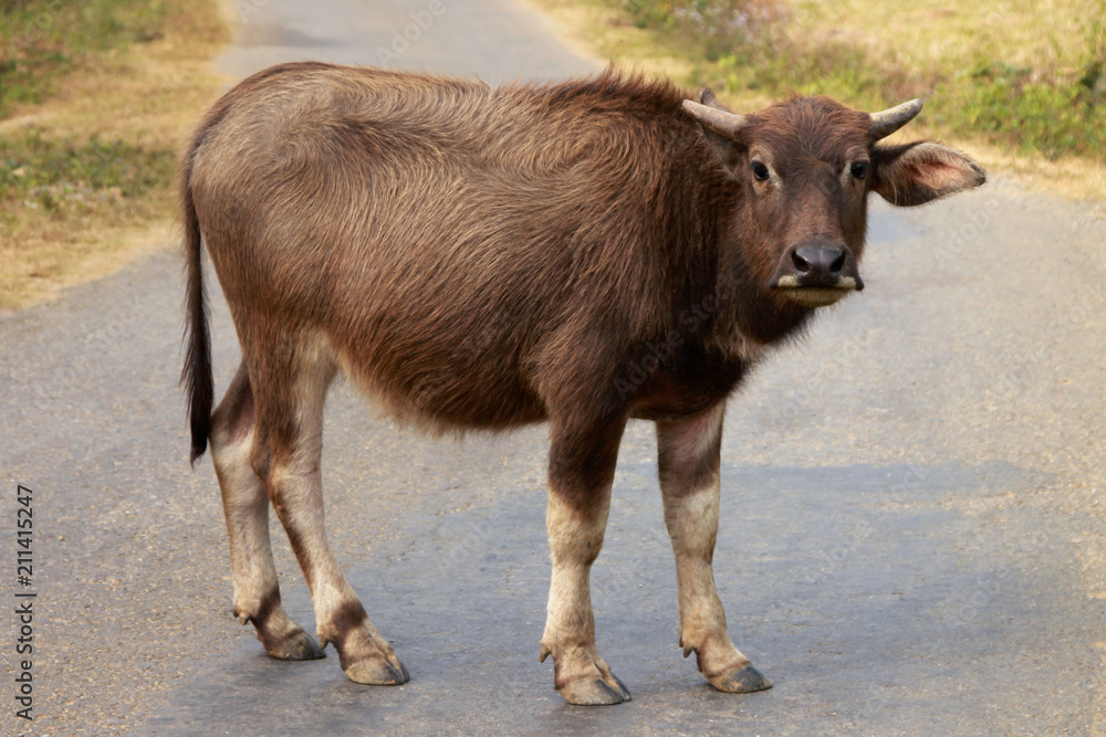 Baby Water Buffalo, standing in road and looking at viewer Baby Water Buffalo, standing in road and looking at viewer