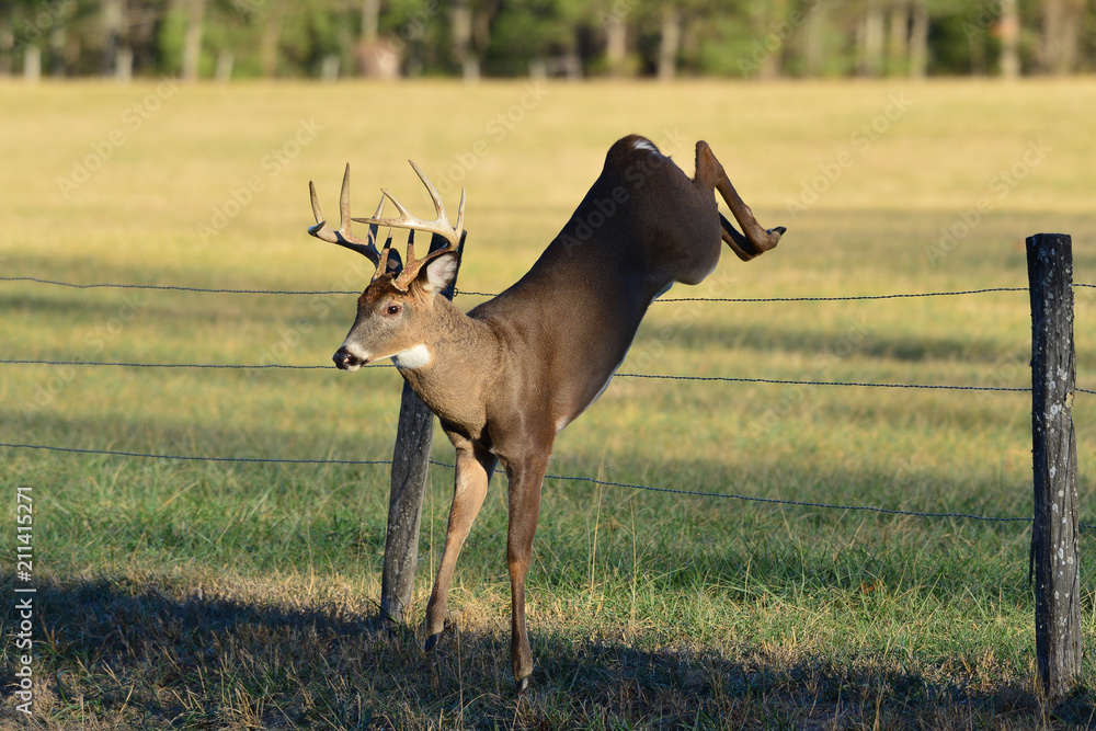 Deer Jumping Over Fence
