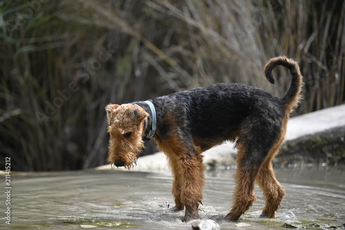Airedale Terrier dog - puppy 6 month old.