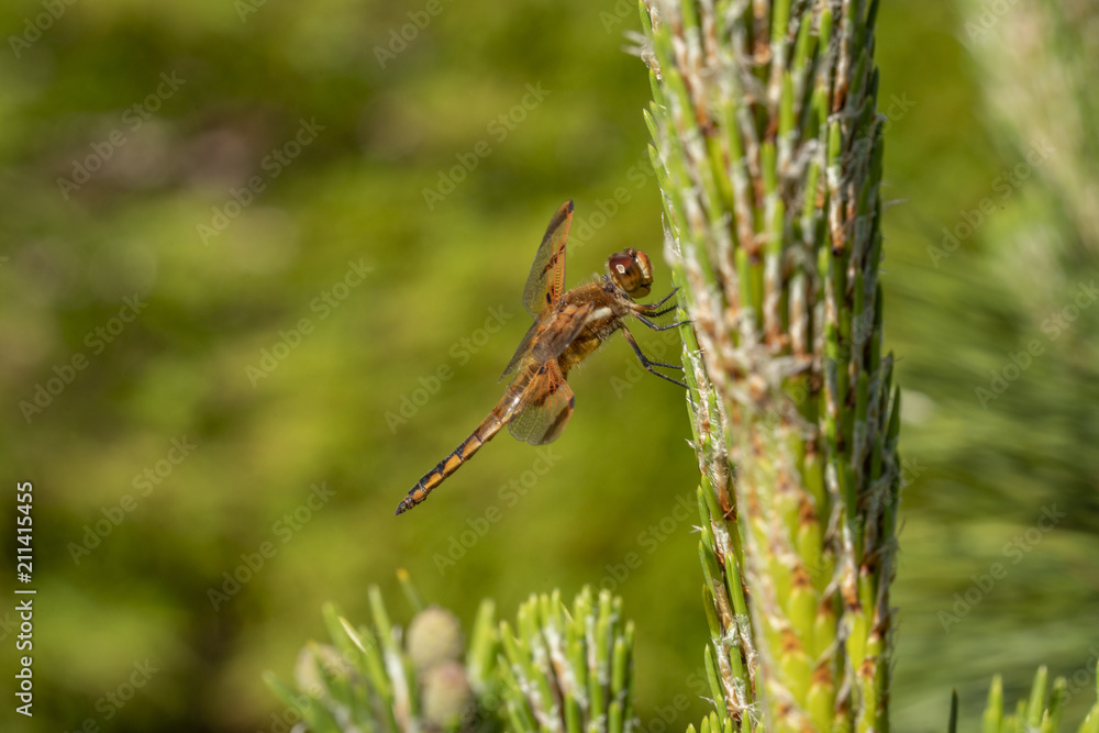 Fototapeta premium Dragonfly