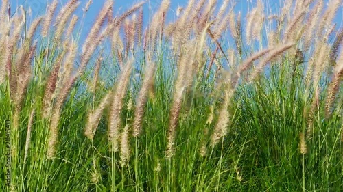 grass in the wind