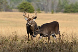 Whitetails in Cades Cove Smoky Mountain National Park, Tennessee