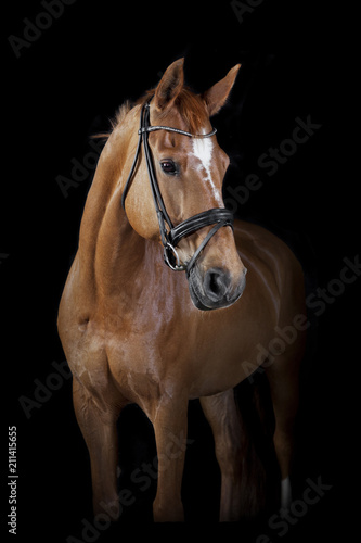 Horse black background