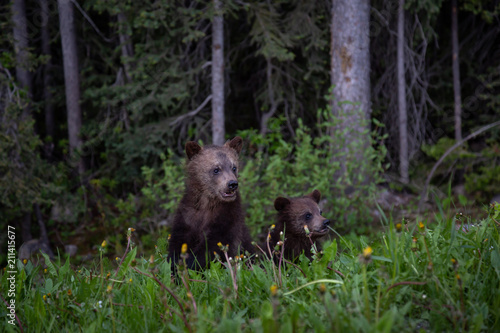 Grizzly Bear cubs in the woods. Taken in Banff National Park, Alberta, Canada.