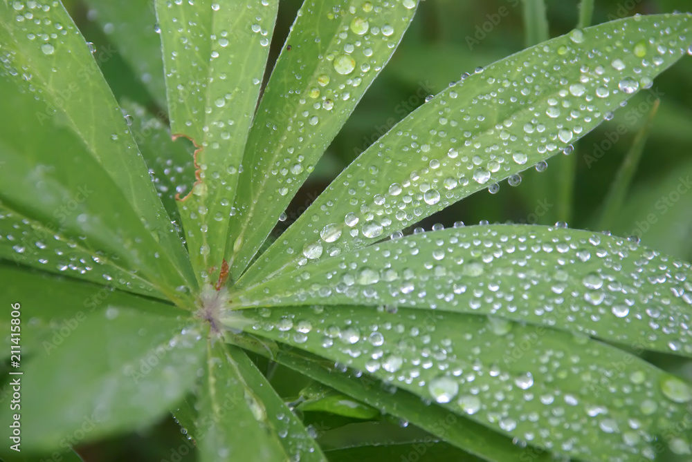 Dewdrop on leaves Dewdrop on leaves