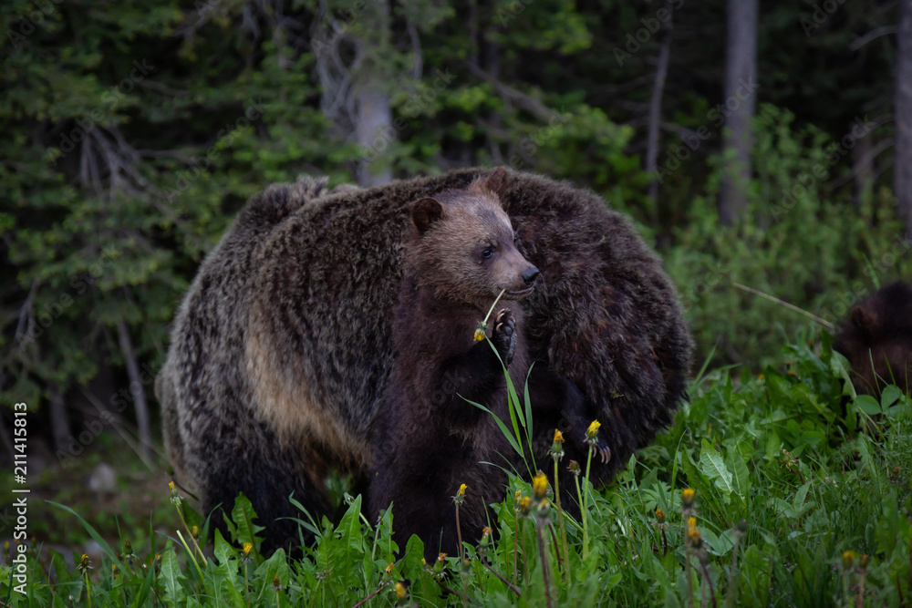 Naklejka premium Mother Grizzly Bear with her cubs is eating weeds and grass in the nature. Taken in Banff National Park, Alberta, Canada.