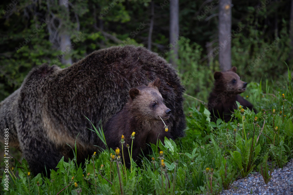 Mother Grizzly Bear with her cubs is eating weeds and grass in the nature. Taken in Banff National Park, Alberta, Canada. Mother Grizzly Bear with her cubs is eating weeds and grass in the nature. Taken in Banff National Park, Alberta, Canada.