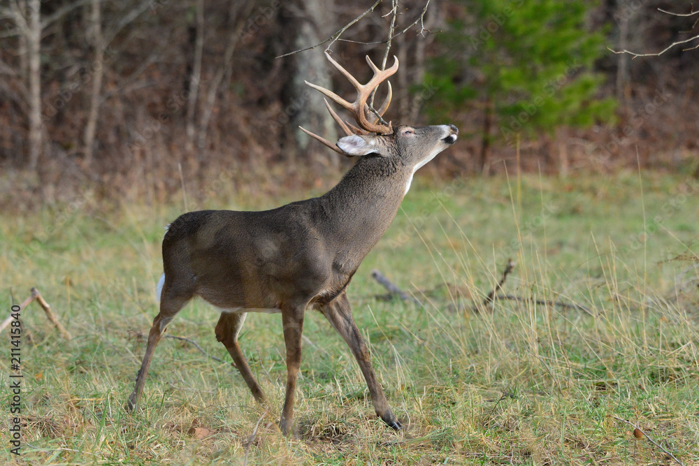 Whitetail Buck in Cades Cove Smoky Mountain National Park, Tennessee Whitetail Buck in Cades Cove Smoky Mountain National Park, Tennessee