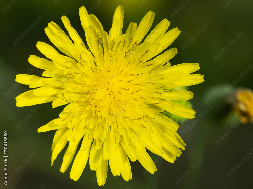 Dandelion flower Dandelion flower