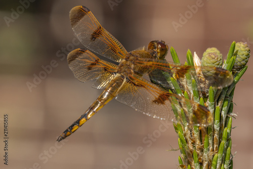 Dragonfly © Selim