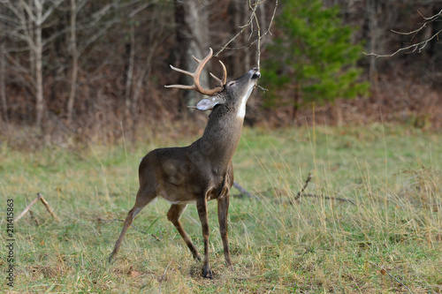 Photography Whitetail in Cades Cove Smoky Mountain National Park, Tennessee