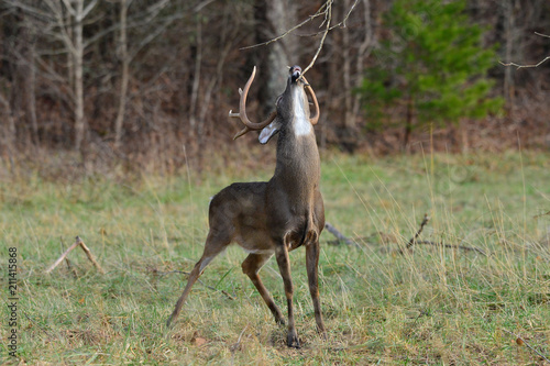Buck in Cades Cove Smoky Mountain National Park  Tennessee