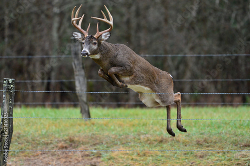 Whitetail jumping fence in Cades Cove Smoky Mountain National Park, Tennessee