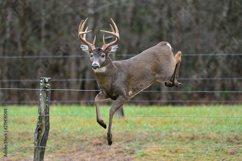 Buck jumping fence in Cades Cove, Tennessee
