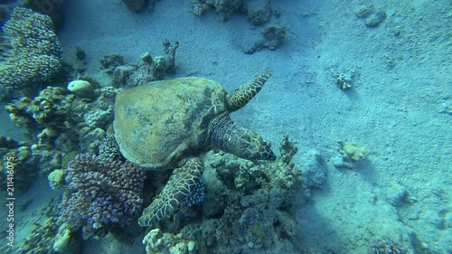 Wallpaper Mural Nurkowanie Dahab Torontodigital.ca